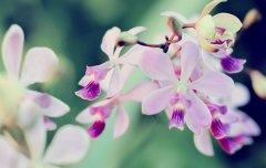 井泉水男命命运怎么样，井泉水男命命运解析！