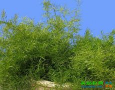 天门冬的功效与作用禁忌