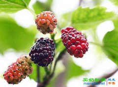 桑椹的功效与作用禁忌