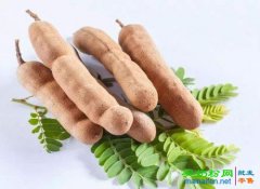 罗望子的功效与作用 罗望子的功效与作用