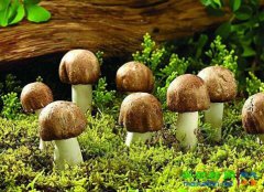 蘑菇的功效与作用