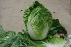 大白菜的贮存方法
